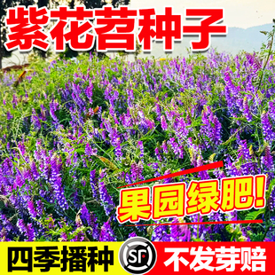 紫花苕种子多年生草籽光叶毛苕子牧草果园绿肥种籽高产箭舌野豌豆