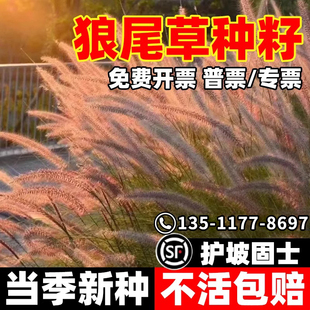 紫穗狼尾草种子庭院户外室外花海美化观赏火焰紫叶四季狗尾草种籽