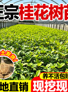 桂花树苗盆栽四季常开浓香包成活