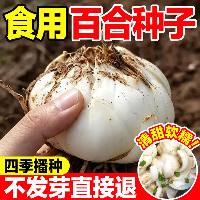 食用百合种子清甜软糯发芽率高图片