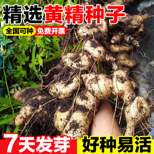 黄精种子新采药材种籽云南滇黄精鸡头参黄精老虎姜新鲜黄精种子