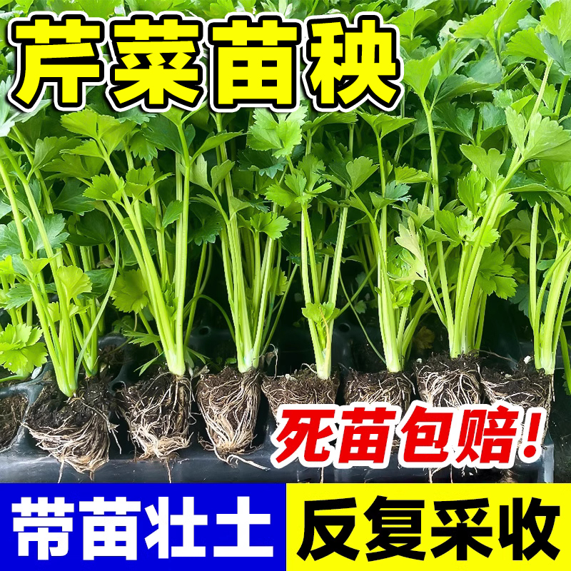 芹菜苗秧带苗壮土反复采收