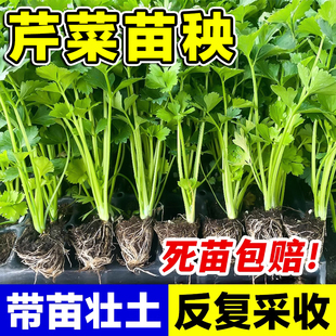 芹菜苗秧四季香芹水芹皇后西芹秧苗种子阳台盆栽蔬菜秧苗带土