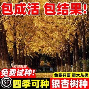 银杏种子白果树种籽阳台春季树籽盆栽绿化苗木树籽公孙树四季易种