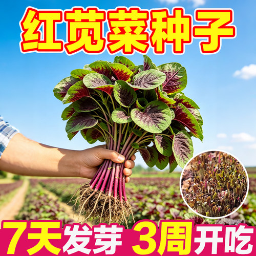 红苋菜种子四季南北方可种老品种