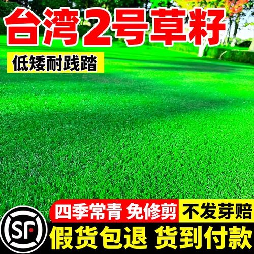 台湾2号草籽四季常青低矮耐践踏