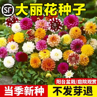 小丽花籽重瓣大丽花种子地瓜花多年生庭院室内外阳台盆栽四季播种