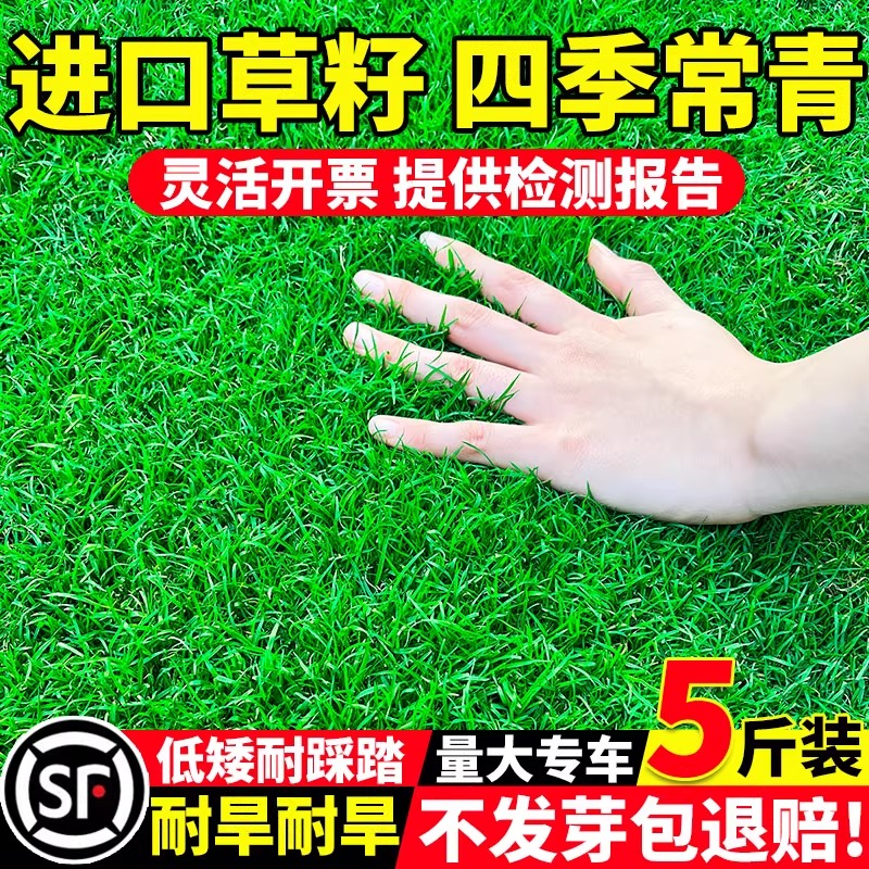 草坪草籽耐寒耐旱发芽率高
