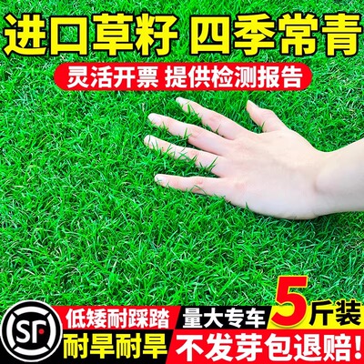 草坪草籽耐寒耐旱发芽率高