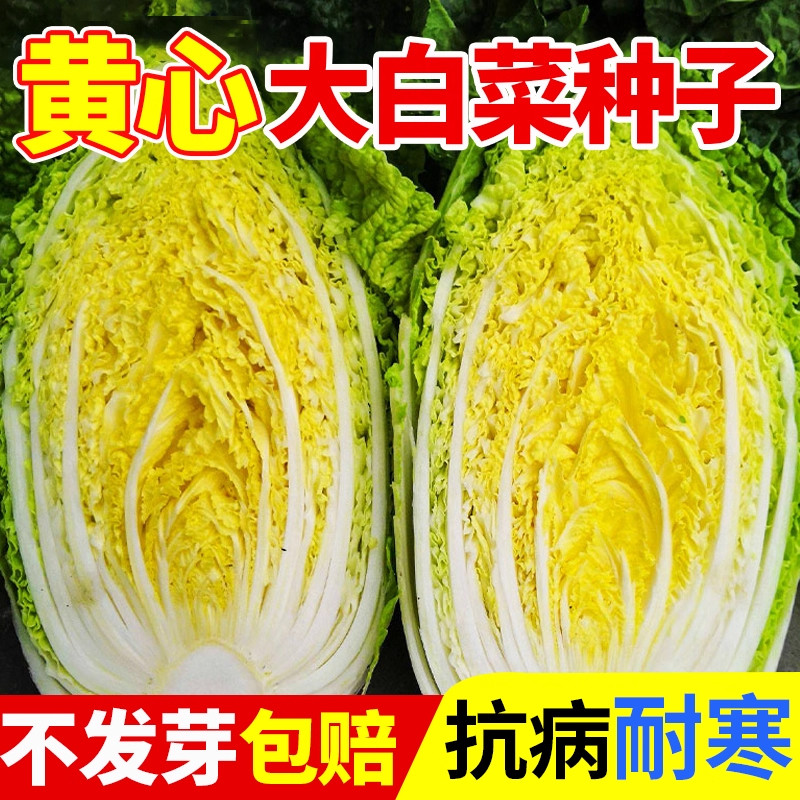 黄心大白菜种子发芽率高抗病耐寒图片