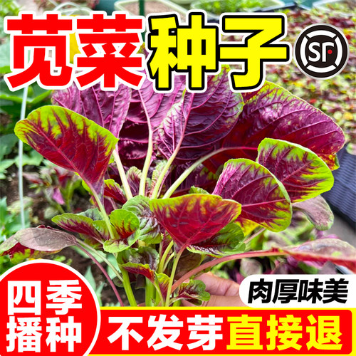 苋菜种子四季老品种新手易种包活