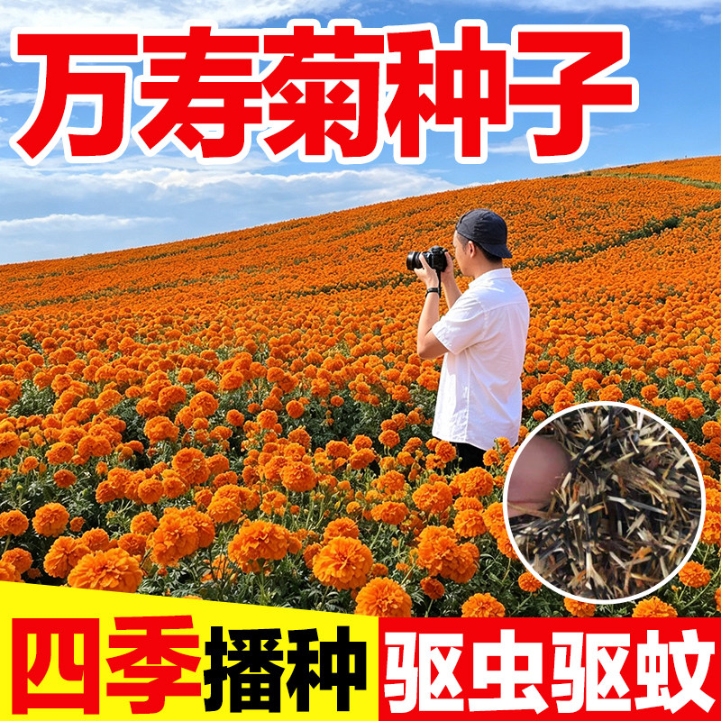 万寿菊种子矮生四季播种耐寒耐旱公园庭院花籽花海景观芳香花苗种