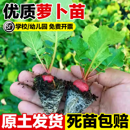 萝卜苗原土发货死苗包赔