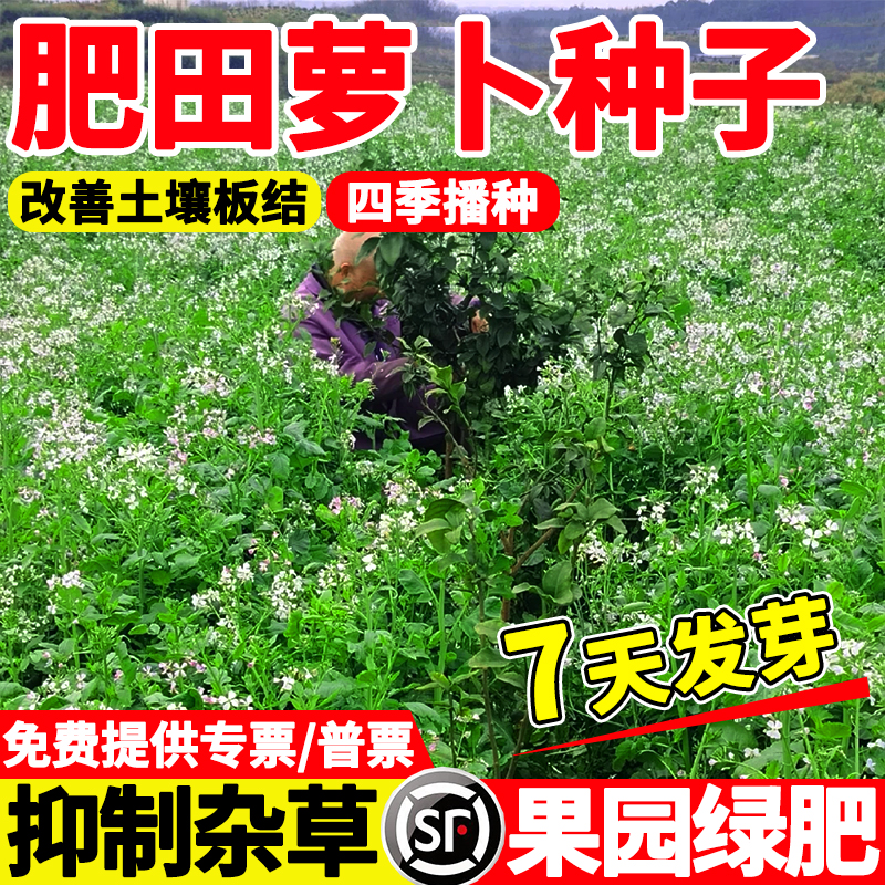 肥田萝卜种子改良土壤破除土壤板结天然绿肥作物耐寒耐酸果园生草