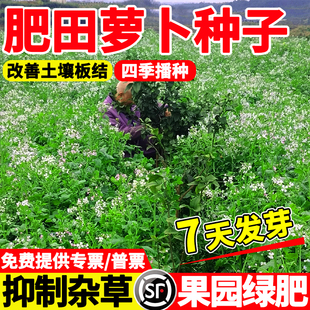 肥田萝卜种子改良土壤破除板结天然绿肥作物耐寒耐酸果园生草