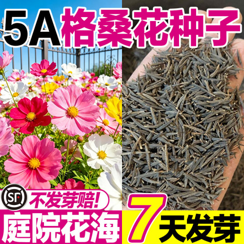 格桑花种子四季开花发芽率高耐旱