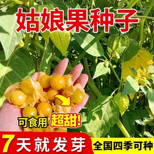 菇娘果种子东北大姑娘果种籽苗蔬菜超甜春秋四季阳台灯笼水果种孑