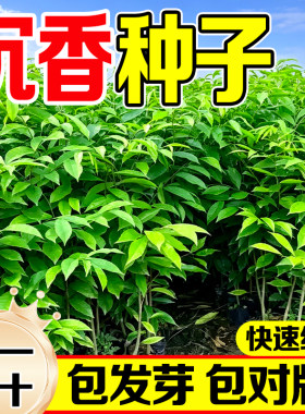 奇楠沉香种子出芽率高结香味道好