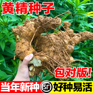 黄精种子正宗药材鸡头黄精多花老虎姜鸡爪参爪子参黄鸡菜玉竹种子