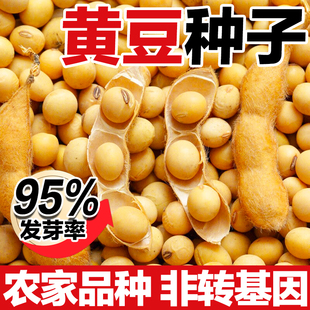黄豆种子自种有机黑脐老品种本地黄豆打豆浆专用非转基因种发豆芽