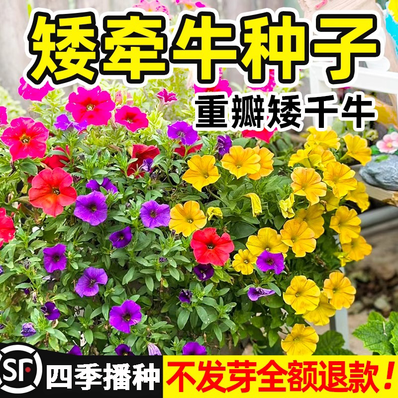 矮牵牛种子四季播种发芽率高