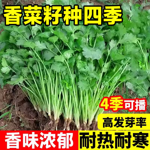 香菜种子发芽率高香味浓郁