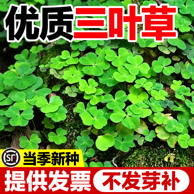 三叶草四叶草种子四季好种包发芽