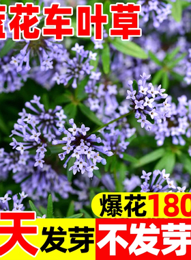 蓝花车叶草种子阳台盆栽地栽公园蓝紫色系花海切花春播八星花种籽