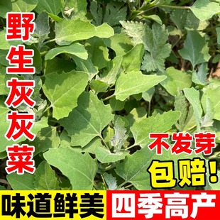 野生灰灰菜种子灰菜灰条莱特种新鲜野菜籽中草药盆栽庭院易活