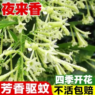 夜来香种子驱蚊香草药材易活多年生香草种子月苋草种子四季播种
