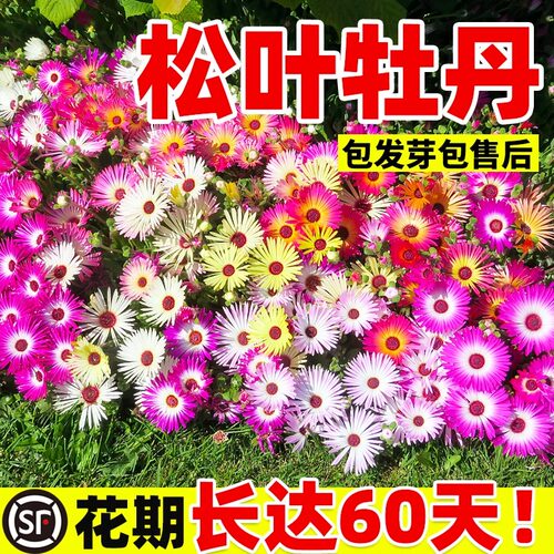 松叶牡丹种子四季播种发芽率高