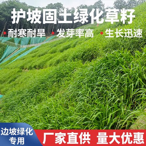 护坡固土绿化草籽耐寒耐旱芽率高
