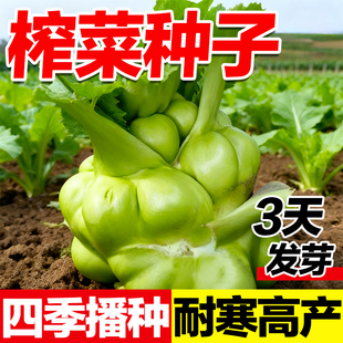榨菜种子涪陵榨菜芥菜青菜头种子籽四季种植秋后过年蔬菜种籽大全