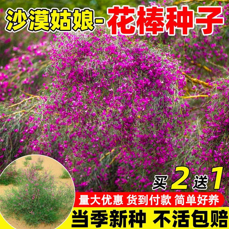 花棒种子当季新种发芽率高