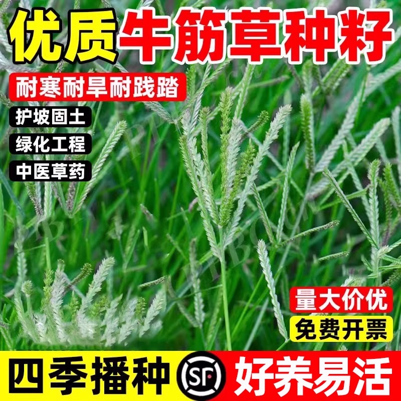 牛筋草种子四季播种好养易活