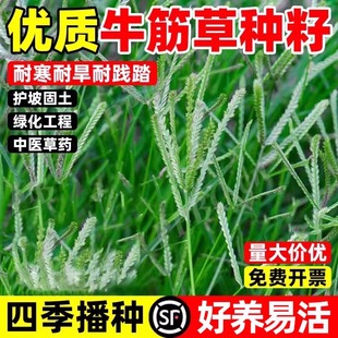 牛筋草野草种子老驴拽护坡绿化混合草籽杂草矿山复绿固土牧草种子