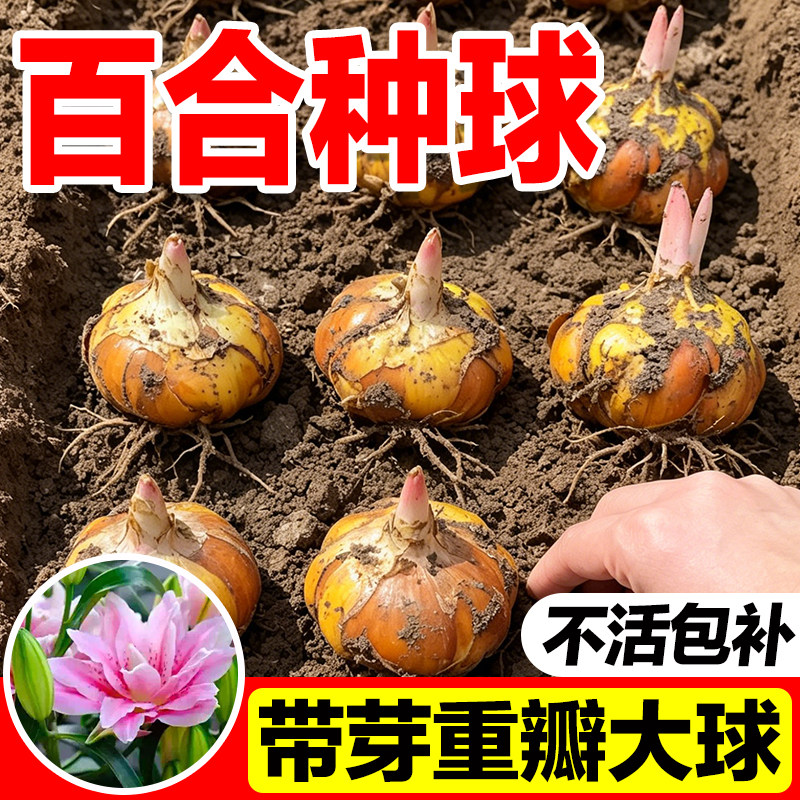 耐寒重瓣百合种球包发芽开花热销图片
