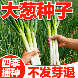 大葱种子耐寒耐旱高产四季春秋播种东北大葱种籽章丘铁杆山东大葱