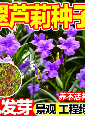 翠芦莉种子景区绿化发芽率高
