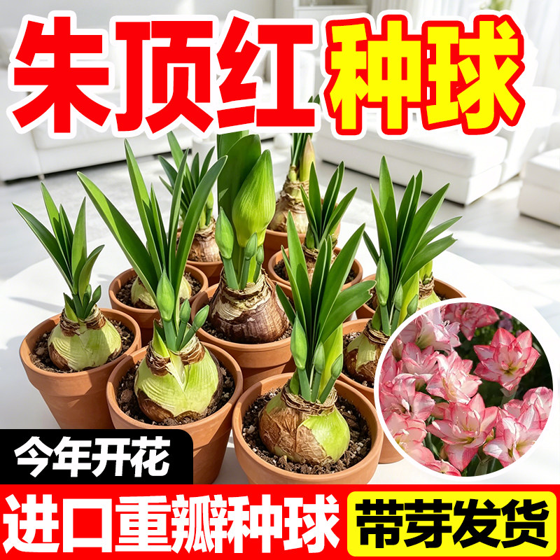 进口重瓣朱顶红种球四季播种好养图片