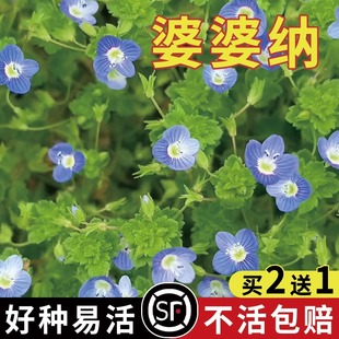 婆婆纳种子阿拉伯穗花花种籽子春秋播种护坡耐寒耐阴宿根草坪花种