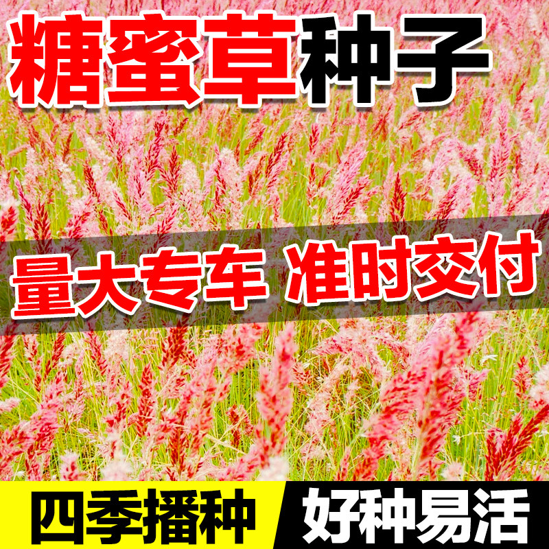 糖蜜草种子耐寒多年生盆栽观赏草籽蜜糖草坡地毛冠草花境花园配景