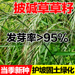 披碱草草籽老芒麦羊草冰草碱茅护坡固土抗风沙多年生耐盐耐碱种籽