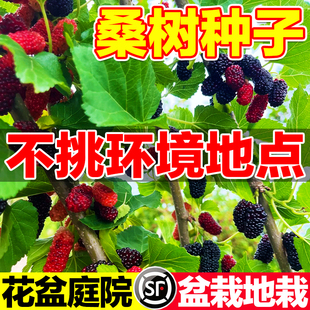 桑树种子易活大叶强桑弄桑高蛋白可做饲料桑种籽桑葚树果四季种植