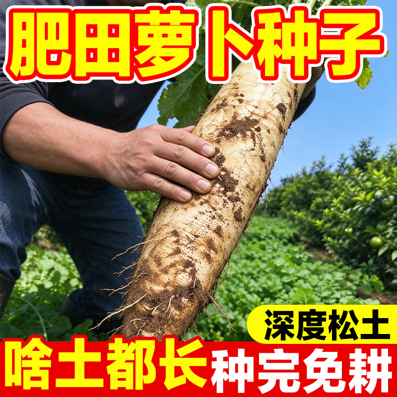 肥田萝卜种子果园绿肥固氮水土保持多年生松土牧草耐贫瘠生草草籽