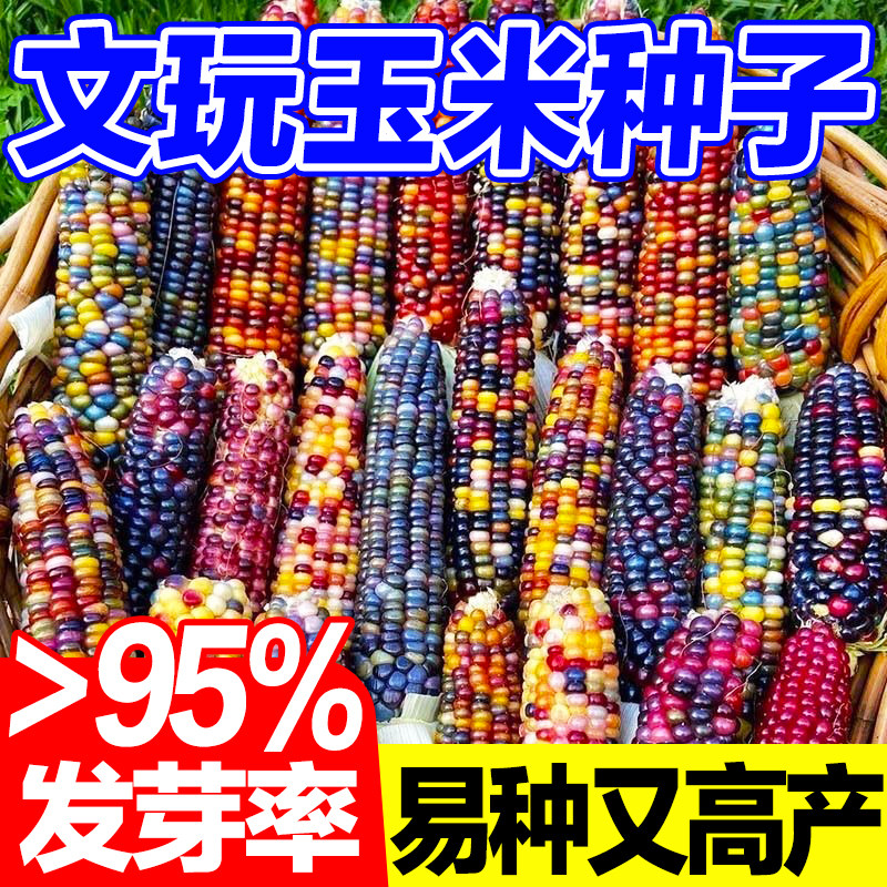 文玩玉米种子发芽率高易种高产图片