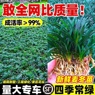 包活矮麦冬草苗日本玉龙草别墅庭院小区园林绿化植物带土耐寒耐旱