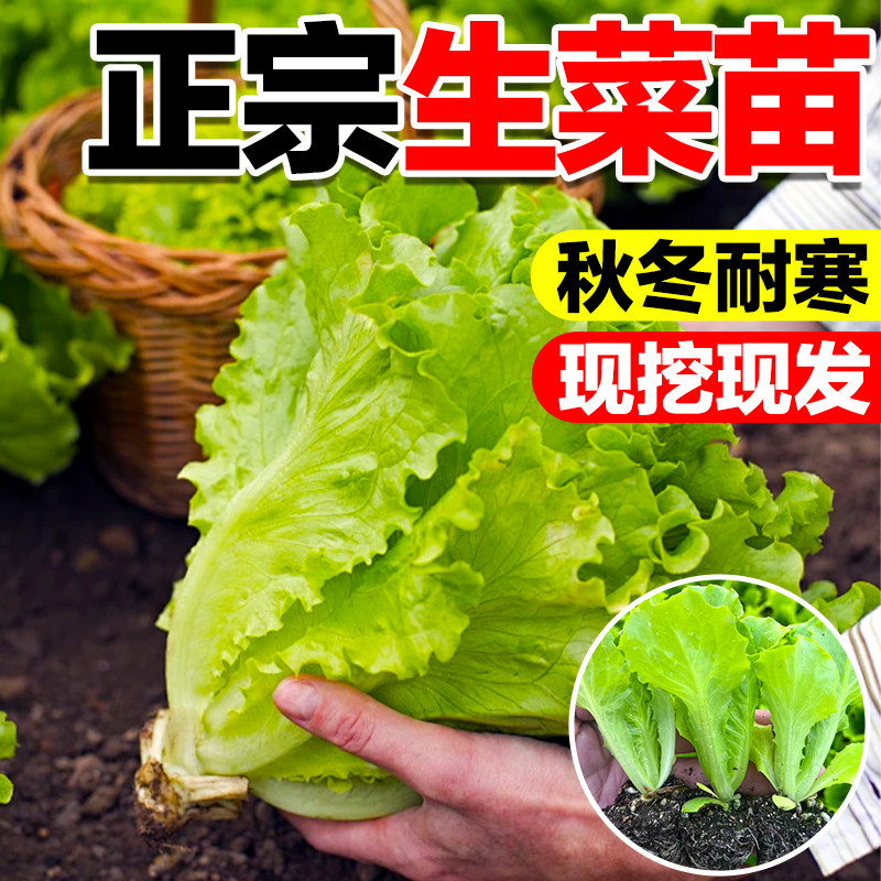 生菜苗带土菜苗紫速生耐寒奶油大速四季青菜秧苗各种秋冬蔬菜秧苗