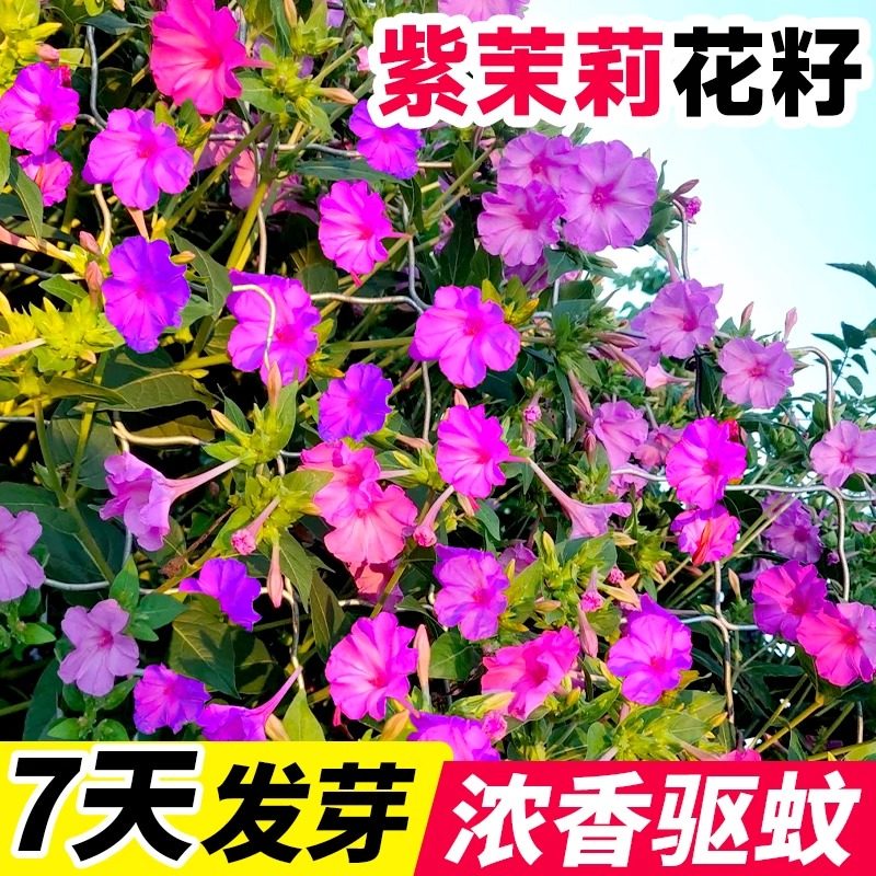 紫茉莉花种子驱蚊花草地雷花籽简单好养易活胭脂花阳台好种盆栽,鲜花速递/花卉仿真/绿植园艺,家庭园艺种子,淘宝优惠券,粉丝福利购,淘宝优惠卷