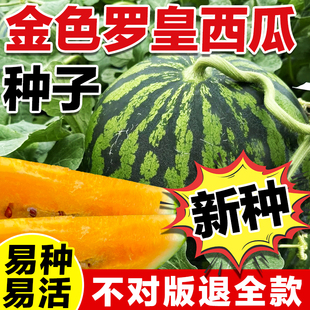 金色罗皇西瓜种子日本进口金色羅皇西瓜高糖度金色罗皇西瓜种薄皮